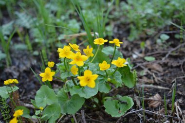 Bahar bitkisi kadife çiçeği (Caltha palustris) bataklıkta güzel bir şekilde çiçek açar..