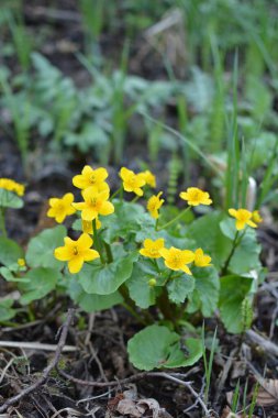 Bahar bitkisi kadife çiçeği (Caltha palustris) bataklıkta güzel bir şekilde çiçek açar..