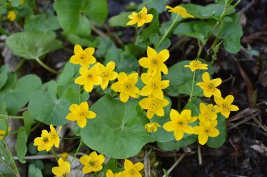 Bahar bitkisi kadife çiçeği (Caltha palustris) bataklıkta güzel bir şekilde çiçek açar..