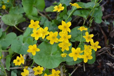 Bahar bitkisi kadife çiçeği (Caltha palustris) bataklıkta güzel bir şekilde çiçek açar..