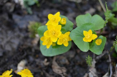 Bahar bitkisi kadife çiçeği (Caltha palustris) bataklıkta güzel bir şekilde çiçek açar..