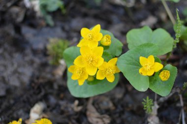 Bahar bitkisi kadife çiçeği (Caltha palustris) bataklıkta güzel bir şekilde çiçek açar..