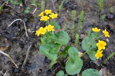 Bahar bitkisi kadife çiçeği (Caltha palustris) bataklıkta güzel bir şekilde çiçek açar..
