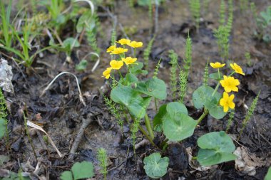 Bahar bitkisi kadife çiçeği (Caltha palustris) bataklıkta güzel bir şekilde çiçek açar..