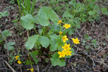 Bahar bitkisi kadife çiçeği (Caltha palustris) bataklıkta güzel bir şekilde çiçek açar..