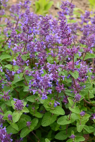 Våren Växt Kärr Ringblomma Caltha Palustris Blommar Vackert Träsk Mesitet — Stockfoto