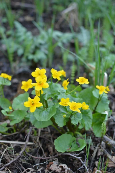 Die Frühjahrspflanze Ringelblume Caltha Palustris Blüht Wunderschön Sumpfigem Gelände — Stockfoto