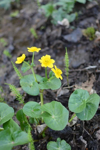 Весеннее Растение Болото Мэриголд Caltha Palustris Прекрасно Цветет Болотистой Грязи — стоковое фото