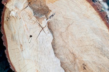 Köy ahşap arka planda düğümler ve çivi delikleriyle