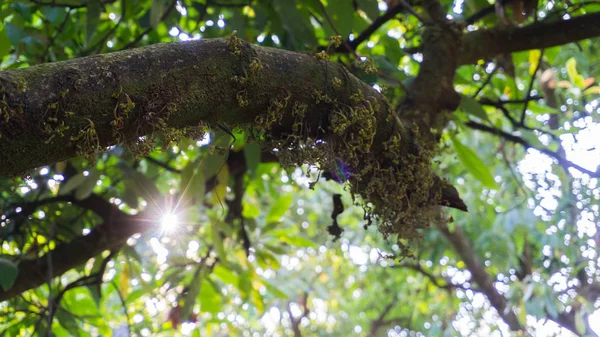 ağaçların yaprakları aracılığıyla ışık hüzmesi
