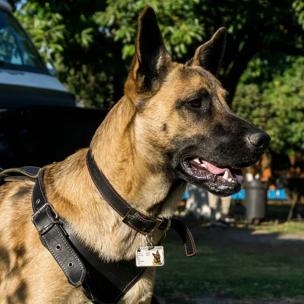 Belçika kahverengi çoban köpeği, whit açık burun dişleri gösterilen