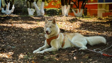 Husky köpek çim üzerinde yalan, bir model olarak poz bir husky köpek görüyoruz. Süper
