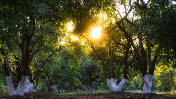 günbatımı birçok ağaçlar a bir ormandaki ağaçlar doğal bir yol oluşturmak nerede alan ağaçlık