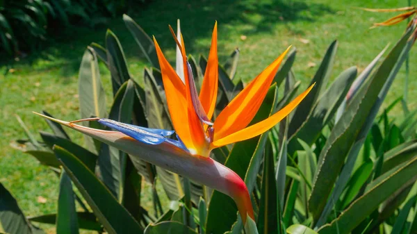 güzel bir çiçek yaprakları turuncu ve mavi, turuncu ve mavi yaprakları ile güzel çiçek