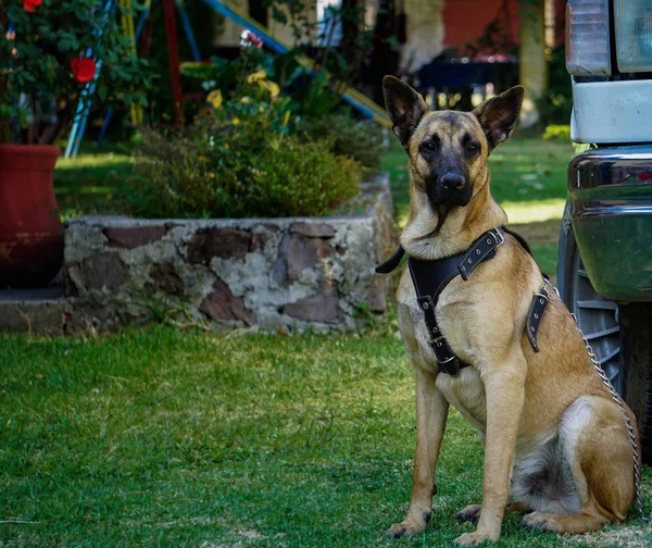 Belçikalı koyun oturma poz ve büyük davranışları gösteren