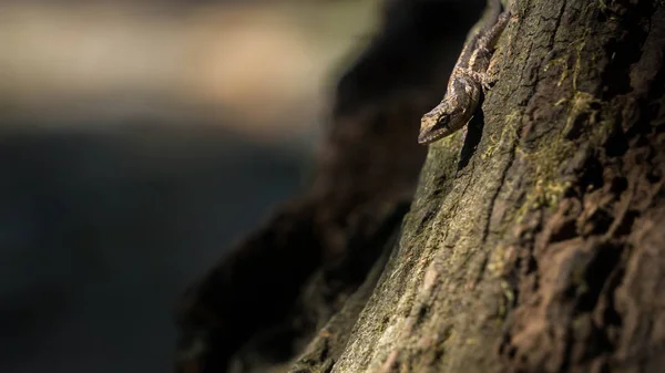 Gövde üzerinde küçük gri kertenkele kendisi arasında renkleri kamuflaj dener