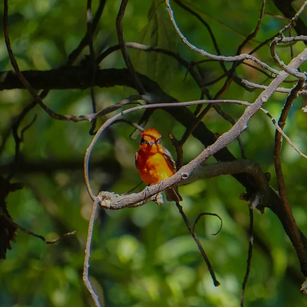 Bu küçük kırmızı kuş siyah çok iyi örnek alınarak 