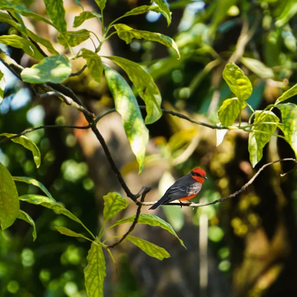 Bu küçük kırmızı kuş siyah çok iyi örnek alınarak 