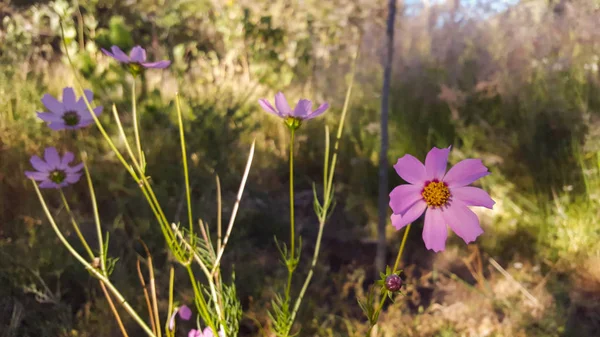 çim ortasında gül yaprakları çiçek
