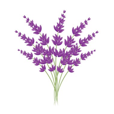 Lavanta beyaz bir arka plan üzerinde yedi şube