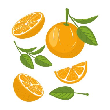 Sulu portakal seti. Beyaz arkaplanda taze karikatür portakalları.