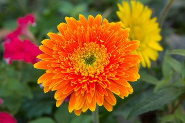 yeşil zemin üzerine çiçek turuncu gerbera