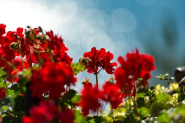 Mavi arka plan kırmızı çiçekler