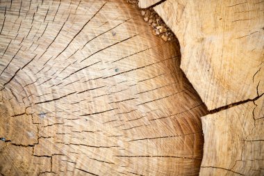 Ahşap günlük dilim