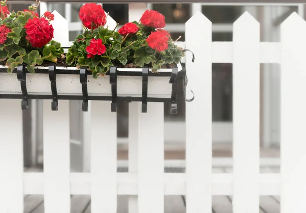 Blomlåda på planket. Sverige, Europa — Stockfoto