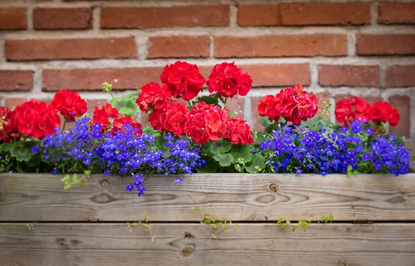 Blomlåda med väggen i bakgrunden. Sverige, Europa — Stockfoto