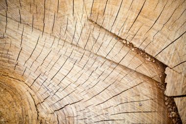 Ahşap günlük dilim