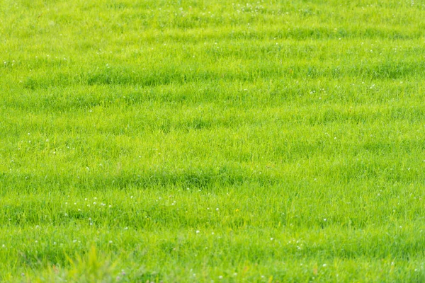 Campo di erba verde in Scandinavia, Norvegia . — Foto Stock