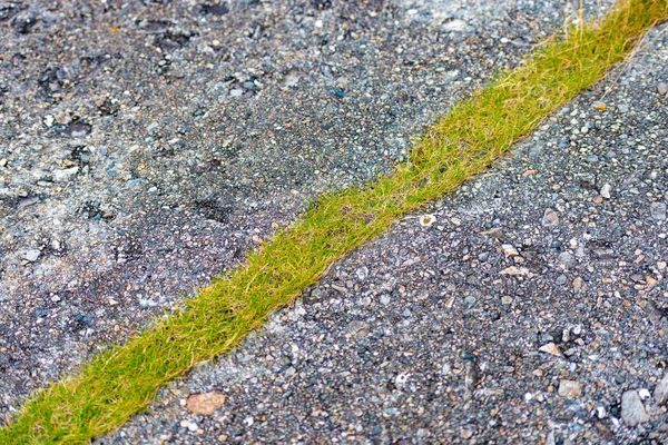 Asphalt road with stripe on grass — Stock Photo, Image