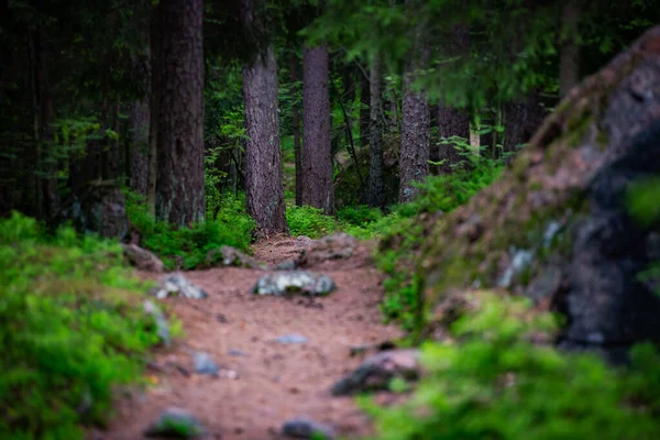 Waldweg im Sommer — Stockfoto