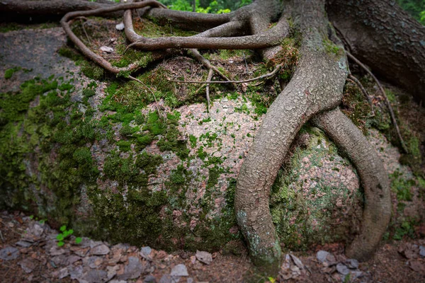 Корни деревьев с зеленой травой — стоковое фото