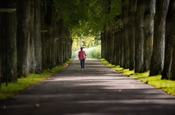 Mulher Caminhando Com Cão Beco Árvores Velhas Cidade Bad Mergentheim — Fotografia de Stock