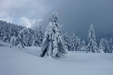 Kışın karda Ladin.