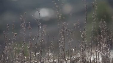 Kuru dağ çim sahası yakın çekim