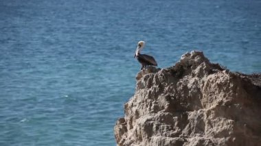 Pelikan dinlenme California kıyısında küçük bir kaya adada.