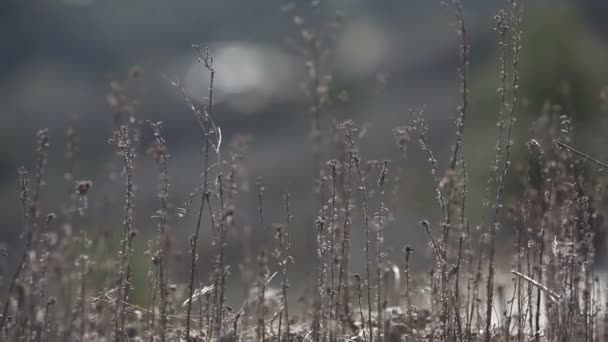 Primer plano del campo de hierba seca de montaña — Vídeos de Stock