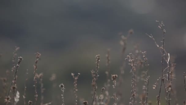 Primo piano del campo di erba secca di montagna — Video Stock