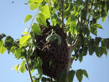 Enjambre de abejas en un arbol 2