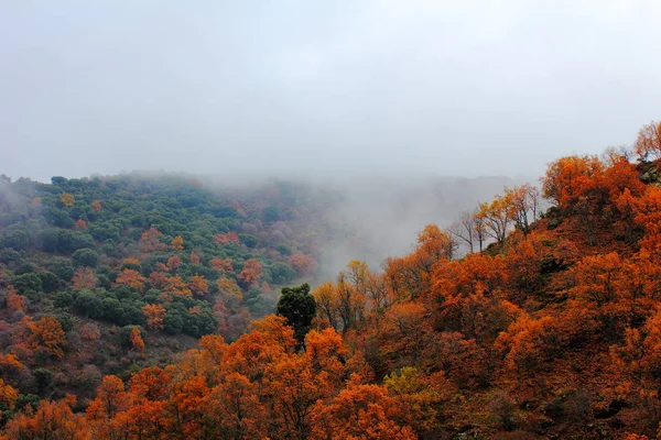 Bosque Del Camarate Con Nieblas — Foto Stock