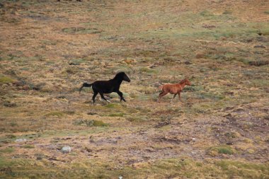 Caballos salvajes, Cordillera de los Andes en Peru 2