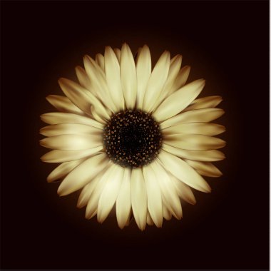 siyah bir arka plan bej gerçekçi gerbera vektör