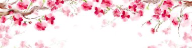 Çiçekli sakura japan kiraz dalıyla pembe çiçekler. Panorama sakura kart tasarımı. Beyaz arkaplanda izole.