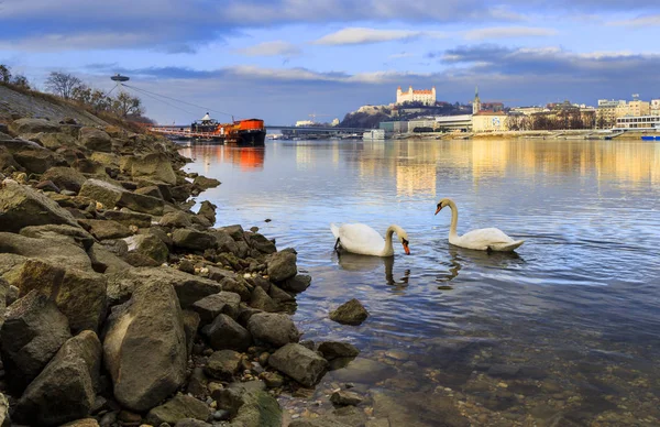 Casal de cisnes no rio Danúbio — Fotografia de Stock