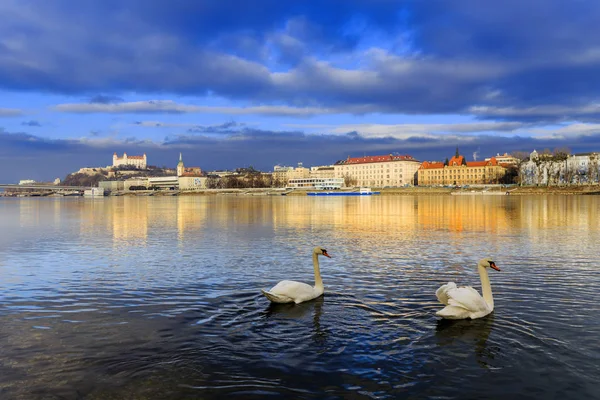 Swan couple on Danube river — Stock Photo, Image
