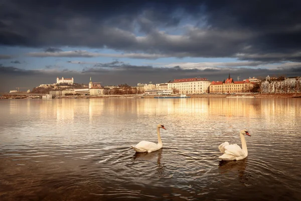 Swan par på Donau — Stockfoto