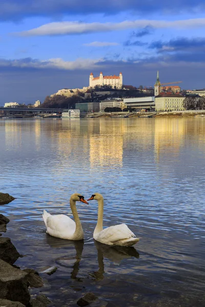 Schwanenpaar an der Donau — Stockfoto